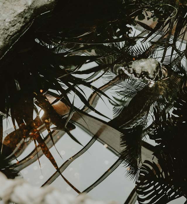 Dark reflection of palm leaves in a puddle.