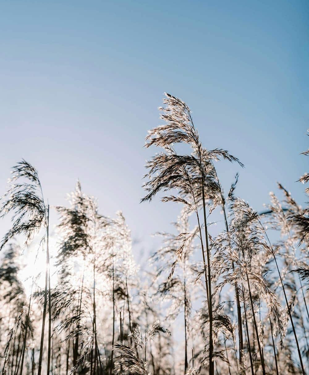 Tall-grass-against-a-blue-sky