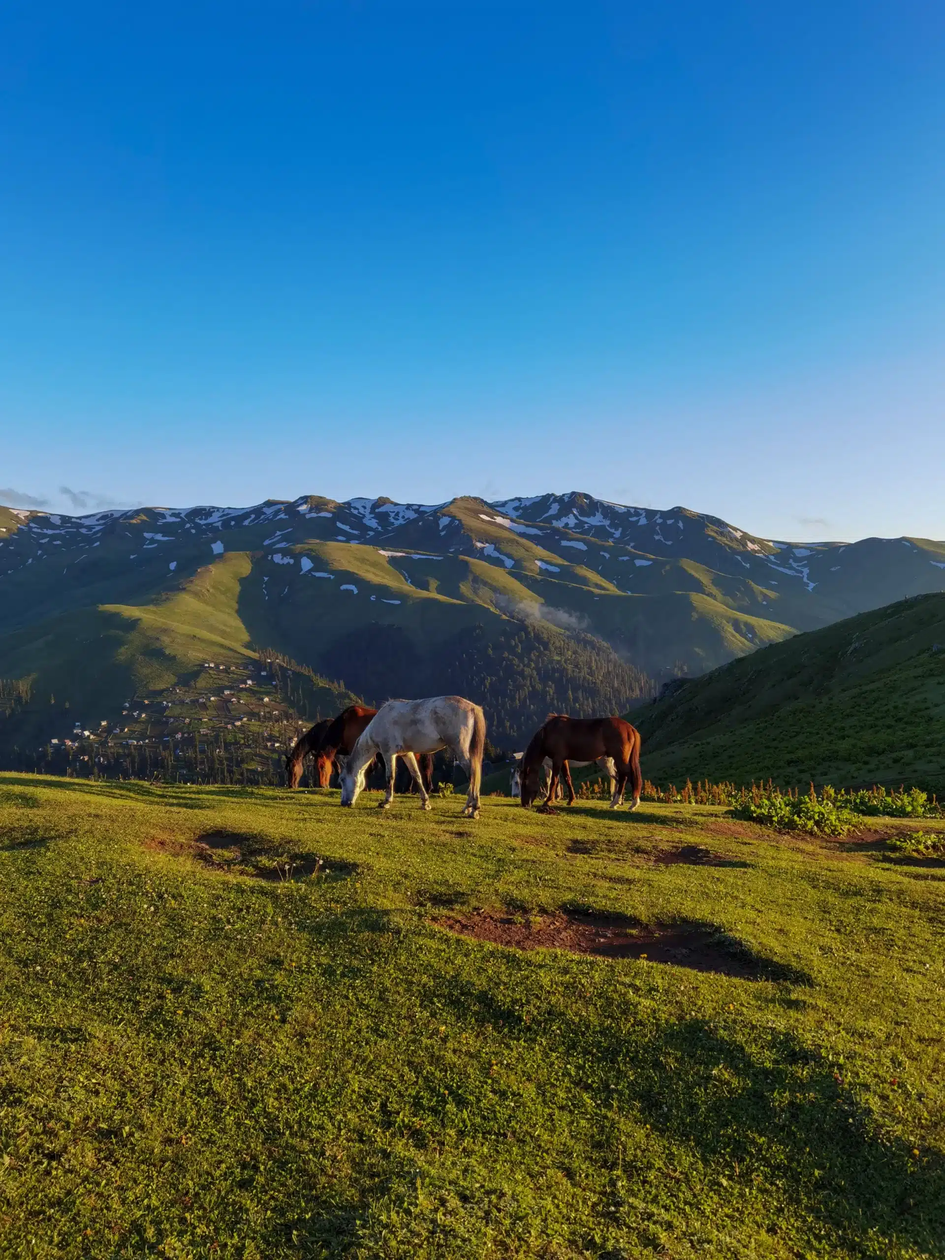 A group of horses grazing on a grassy mountain hill with snow-capped mountains and a blue sky in the background.