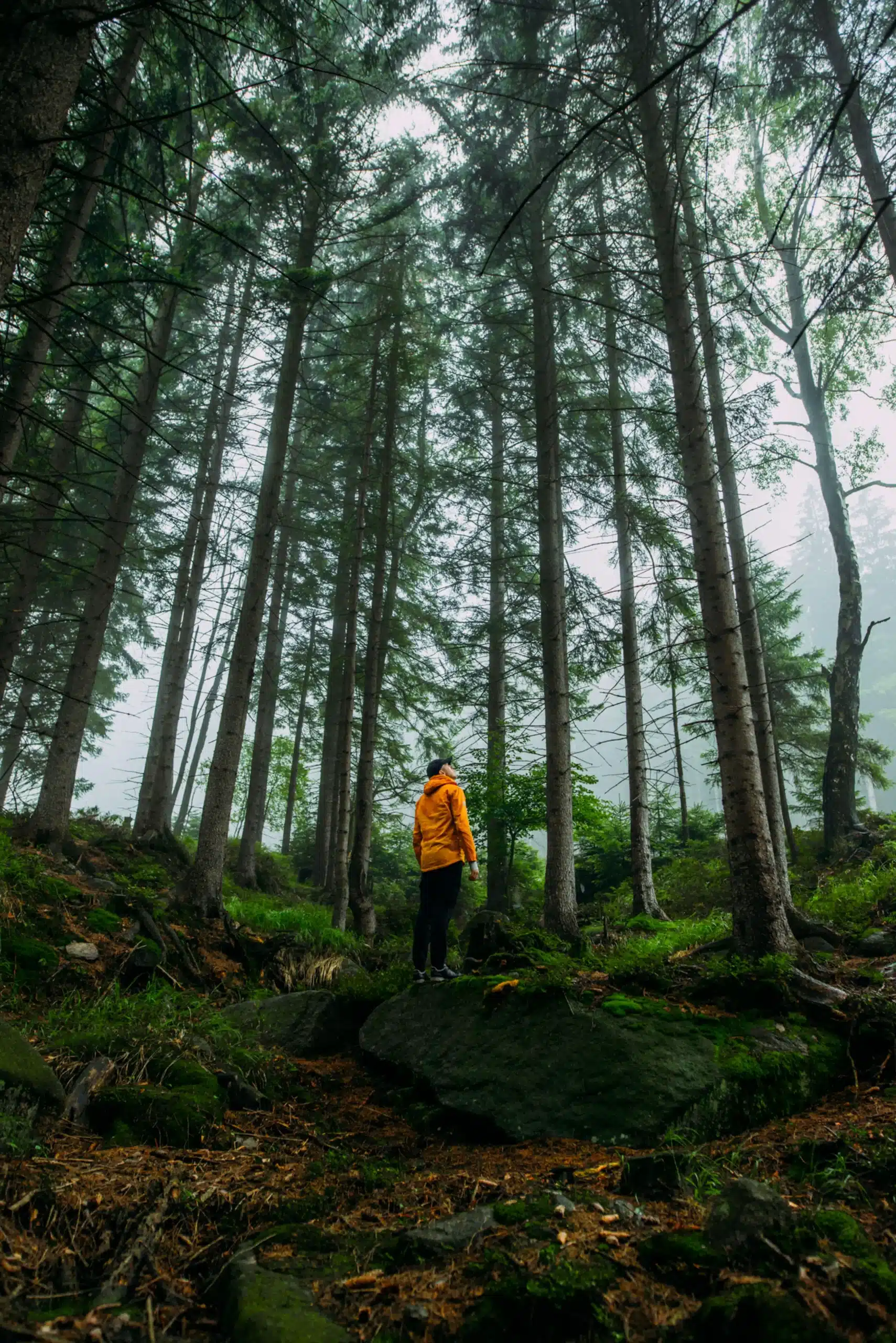 A hiker in a yellow jacket standing in a pine forest