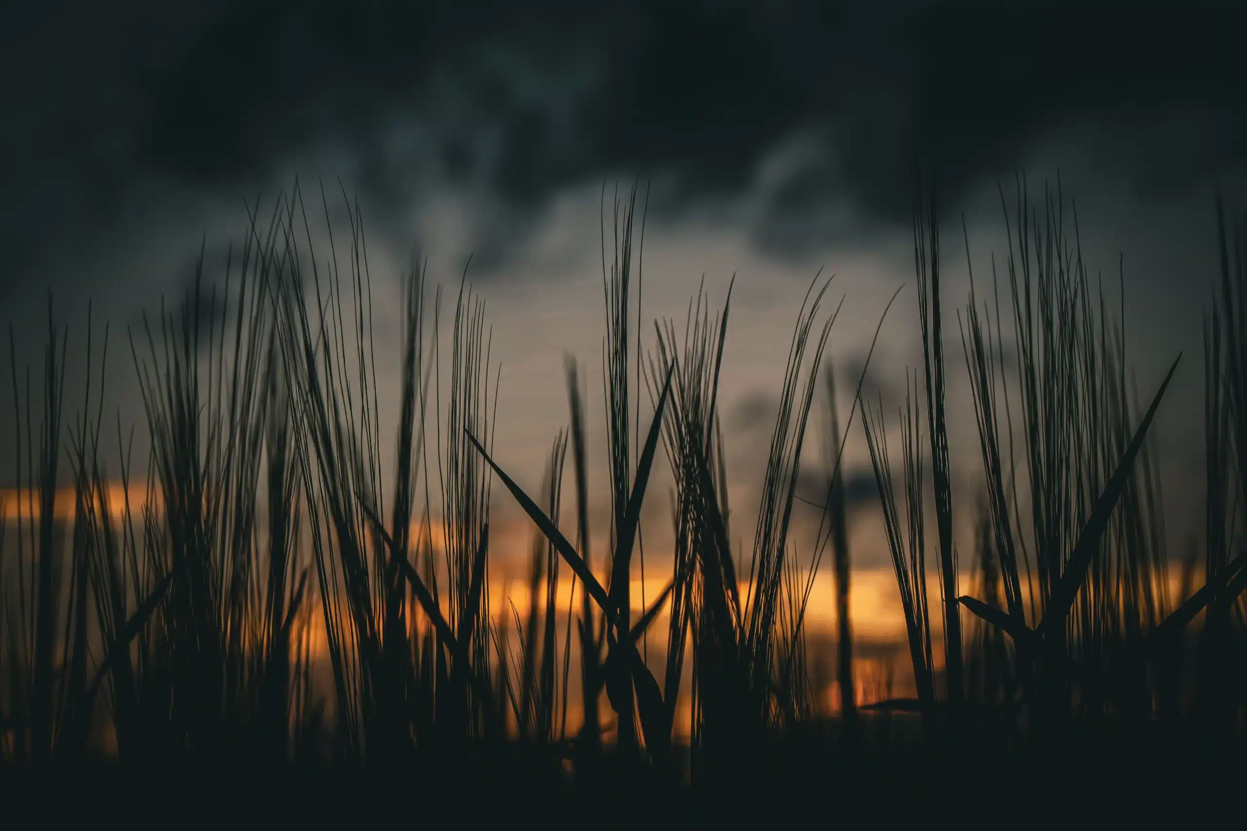 Silhouetted tall grass and wheat stalks standing against a moody dark sky with a glowing warm orange sunset on the horizon.